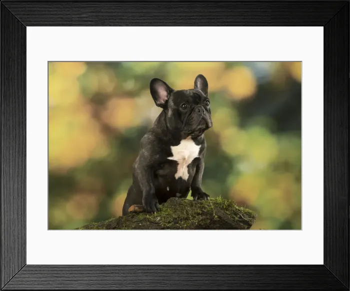 Framed Print : Picture No. 12009471 Framed Print : Picture No. 12009471