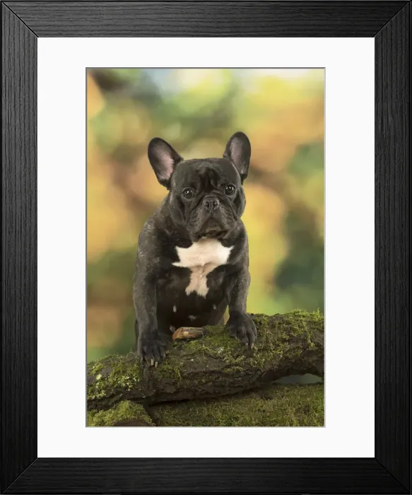 Framed Print : Picture No. 12009472 Framed Print : Picture No. 12009472