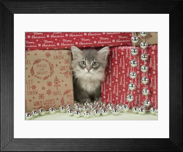 Framed Print : Picture No. 12009488 Framed Print : Picture No. 12009488