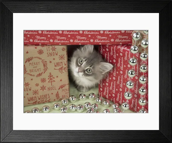 Framed Print : Picture No. 12009489 Framed Print : Picture No. 12009489