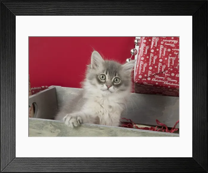 Framed Print : Picture No. 12009492 Framed Print : Picture No. 12009492