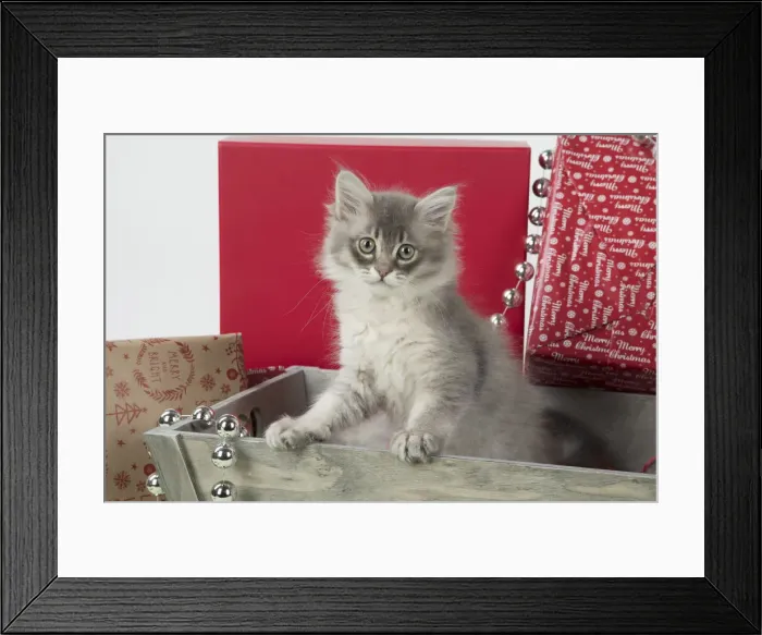 Framed Print : Picture No. 12009493 Framed Print : Picture No. 12009493