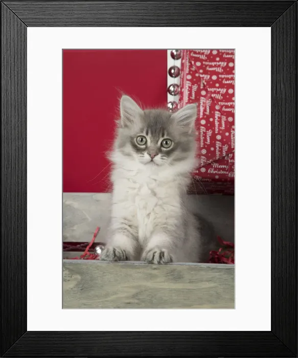 Framed Print : Picture No. 12009494 Framed Print : Picture No. 12009494