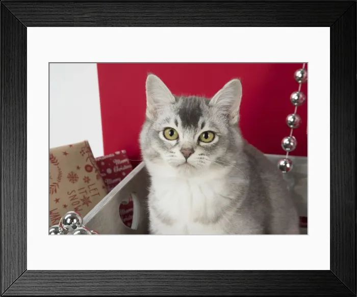 Framed Print : Picture No. 12009495