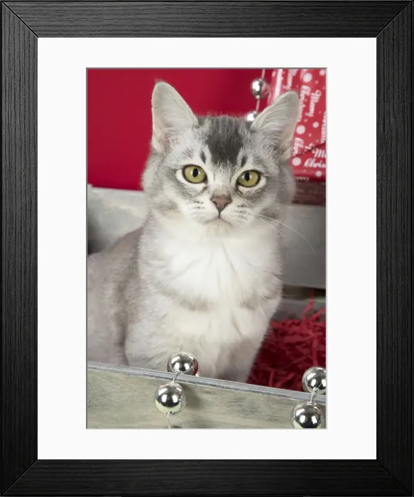 Framed Print : Picture No. 12009496 Framed Print : Picture No. 12009496