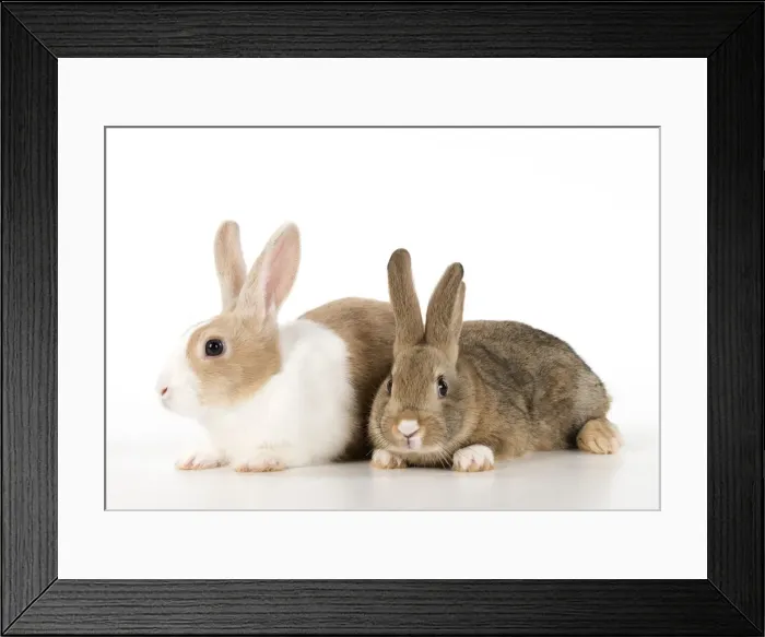Framed Print : Picture No. 12009501 Framed Print : Picture No. 12009501