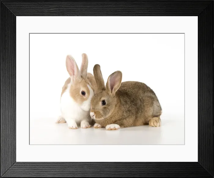 Framed Print : Picture No. 12009502 Framed Print : Picture No. 12009502