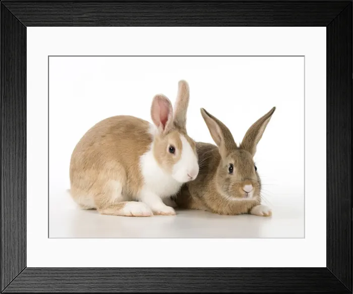 Framed Print : Picture No. 12009503 Framed Print : Picture No. 12009503