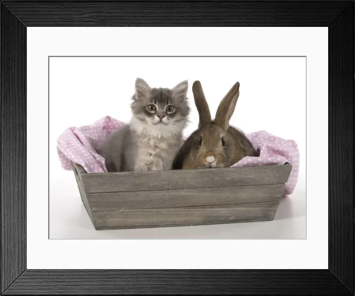 Framed Print : Picture No. 12009507 Framed Print : Picture No. 12009507