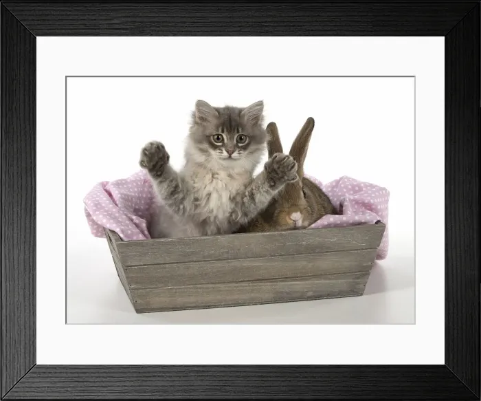Framed Print : Picture No. 12009508 Framed Print : Picture No. 12009508
