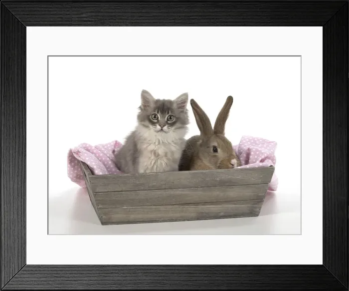 Framed Print : Picture No. 12009509 Framed Print : Picture No. 12009509