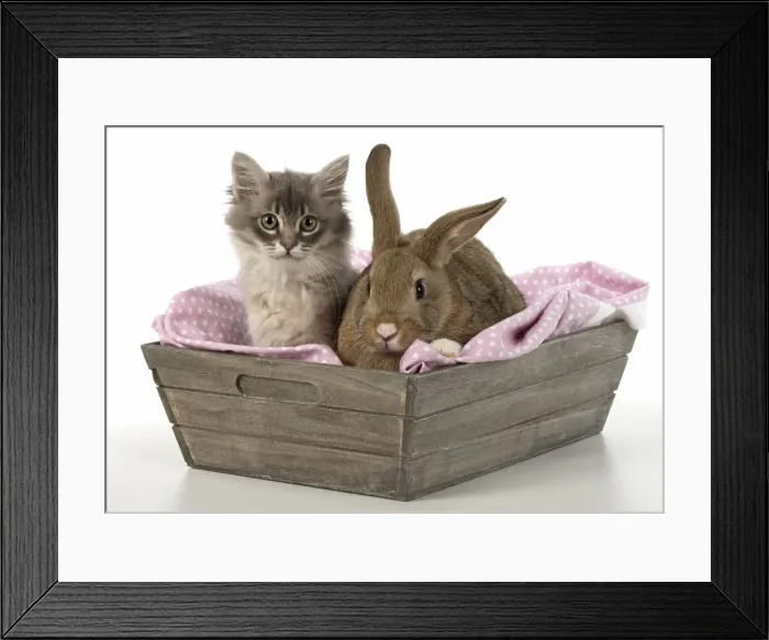 Framed Print : Picture No. 12009510 Framed Print : Picture No. 12009510