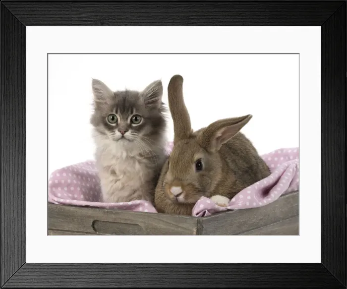 Framed Print : Picture No. 12009511 Framed Print : Picture No. 12009511