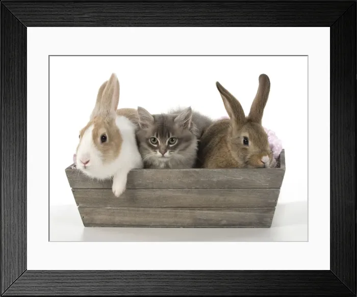 Framed Print : Picture No. 12009512 Framed Print : Picture No. 12009512