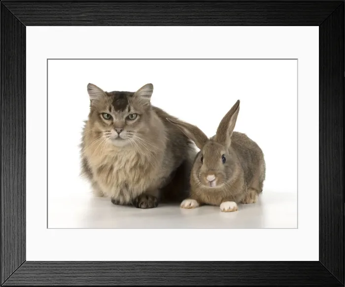Framed Print : Picture No. 12009513 Framed Print : Picture No. 12009513