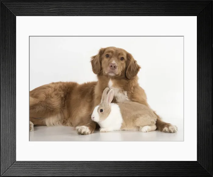 Framed Print : Picture No. 12010297 Framed Print : Picture No. 12010297