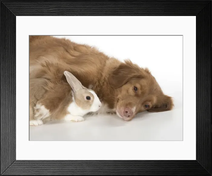 Framed Print : Picture No. 12010299 Framed Print : Picture No. 12010299