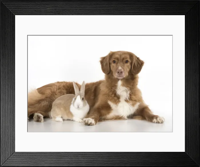 Framed Print : Picture No. 12010298