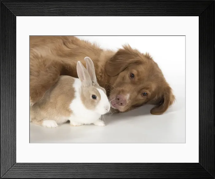 Framed Print : Picture No. 12010300 Framed Print : Picture No. 12010300