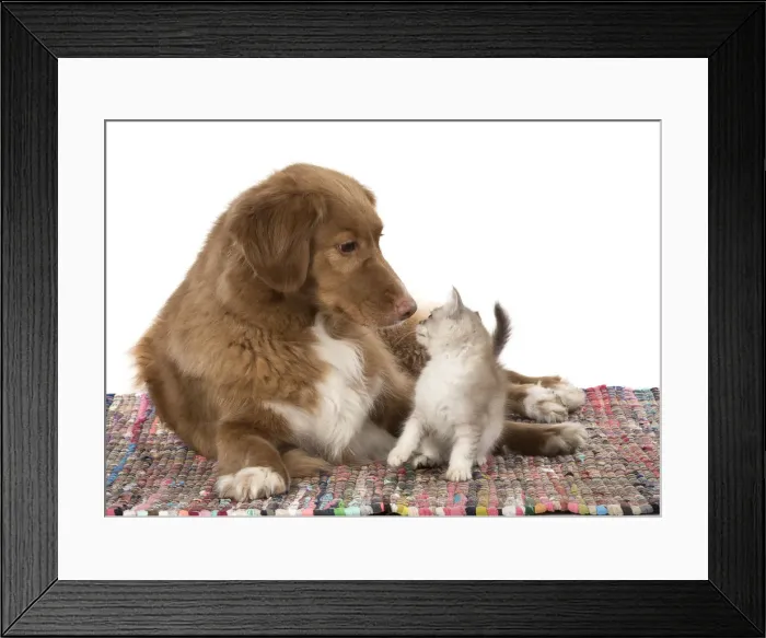 Framed Print : Picture No. 12010301 Framed Print : Picture No. 12010301