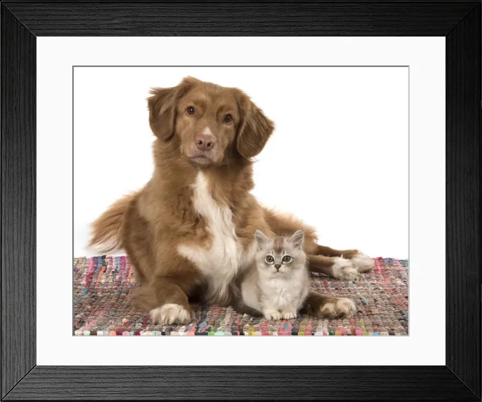 Framed Print : Picture No. 12010302 Framed Print : Picture No. 12010302