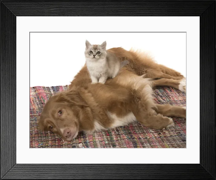 Framed Print : Picture No. 12010303 Framed Print : Picture No. 12010303