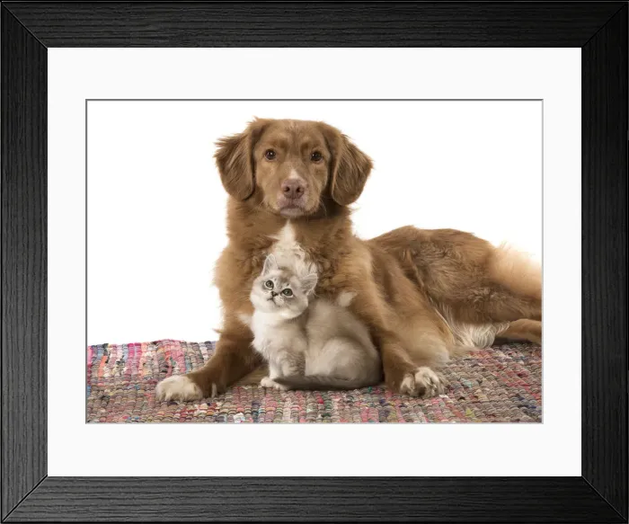 Framed Print : Picture No. 12010304 Framed Print : Picture No. 12010304