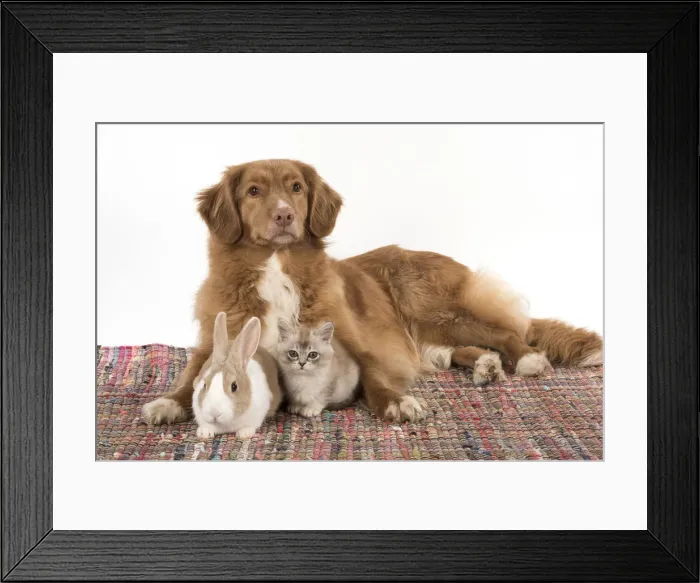 Framed Print : Picture No. 12010305