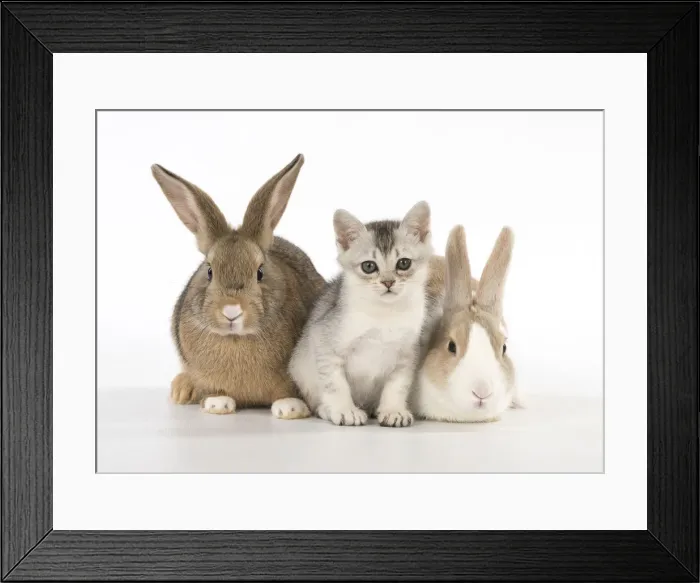 Framed Print : Picture No. 12010307 Framed Print : Picture No. 12010307