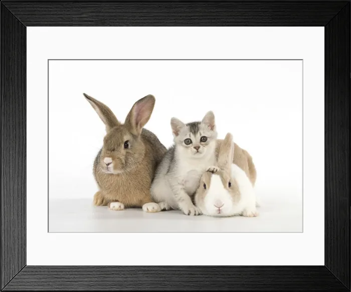 Framed Print : Picture No. 12010306
