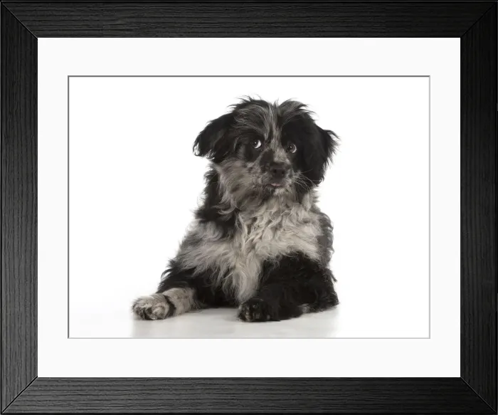 Framed Print : Picture No. 12010314 Framed Print : Picture No. 12010314