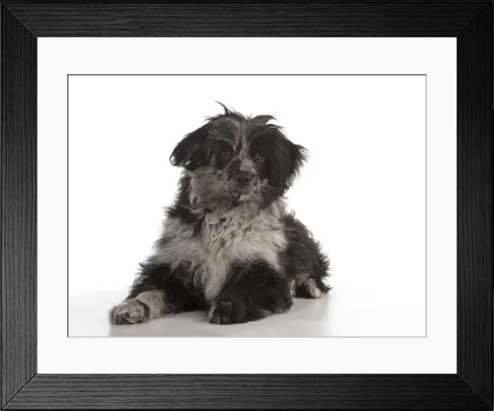 Framed Print : Picture No. 12010315 Framed Print : Picture No. 12010315