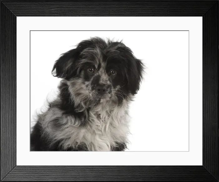 Framed Print : Picture No. 12010317 Framed Print : Picture No. 12010317
