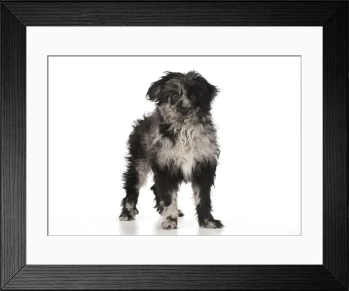 Framed Print : Picture No. 12010318 Framed Print : Picture No. 12010318