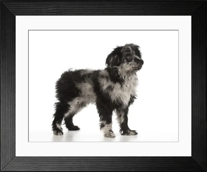 Framed Print : Picture No. 12010319