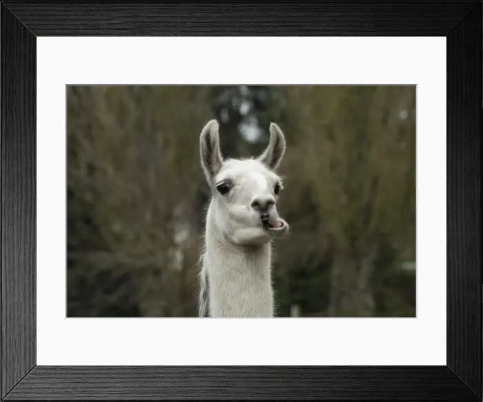 Framed Print : Picture No. 12010342 Framed Print : Picture No. 12010342