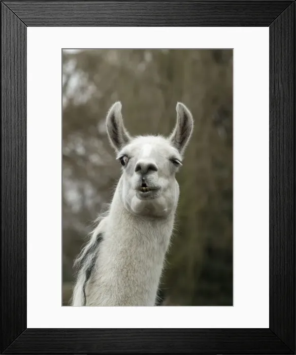 Framed Print : Picture No. 12010343 Framed Print : Picture No. 12010343