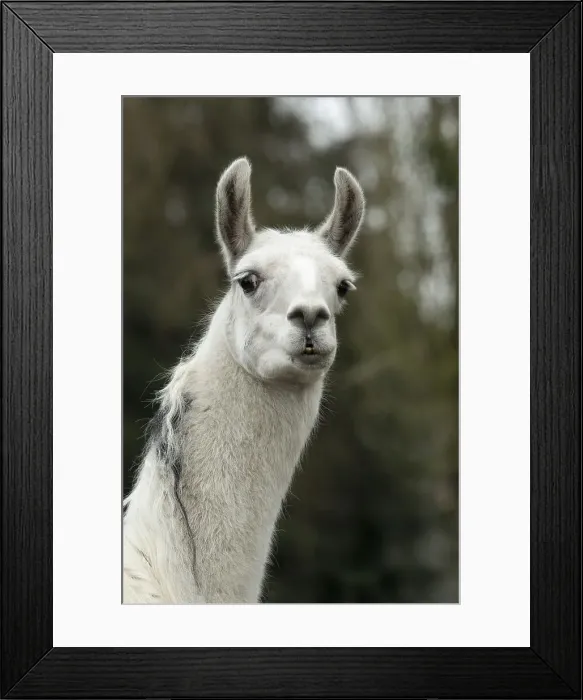 Framed Print : Picture No. 12010344 Framed Print : Picture No. 12010344