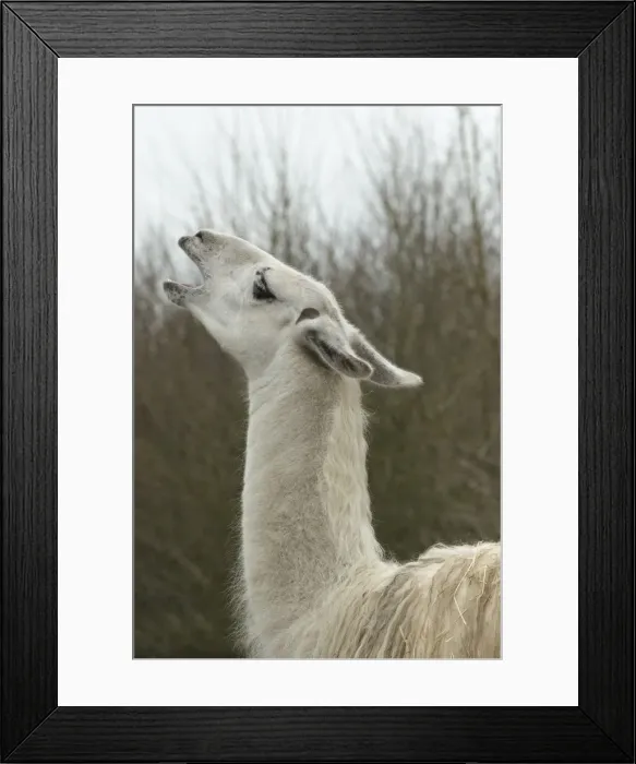 Framed Print : Picture No. 12010345 Framed Print : Picture No. 12010345
