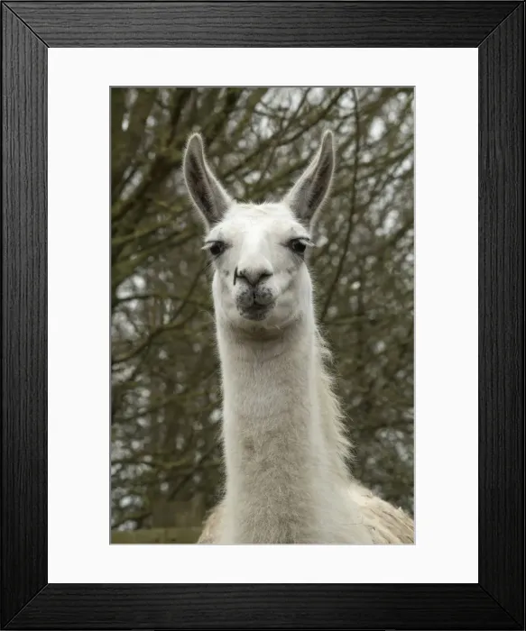 Framed Print : Picture No. 12010346 Framed Print : Picture No. 12010346