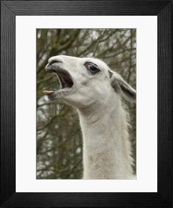 Framed Print : Picture No. 12010347 Framed Print : Picture No. 12010347