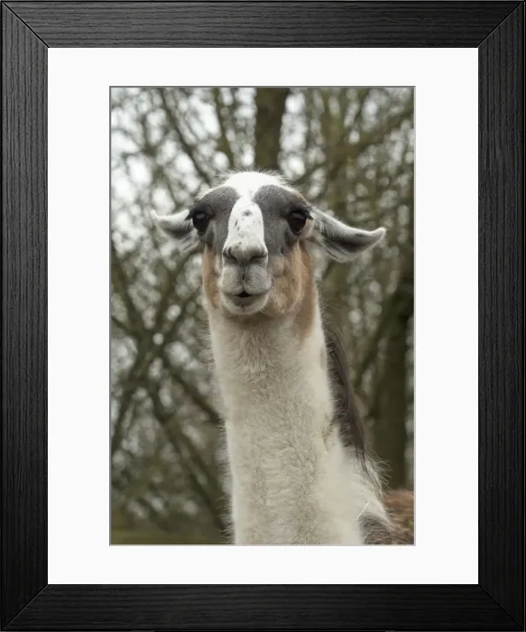 Framed Print : Picture No. 12010348 Framed Print : Picture No. 12010348