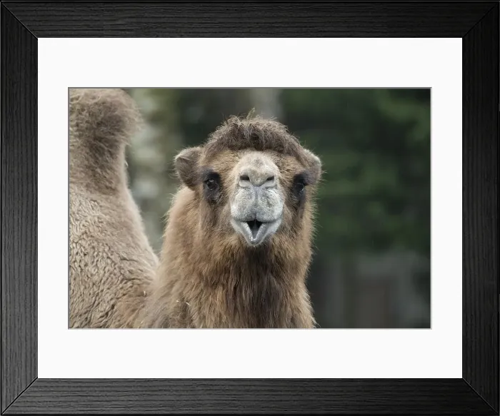 Framed Print : Picture No. 12010349 Framed Print : Picture No. 12010349