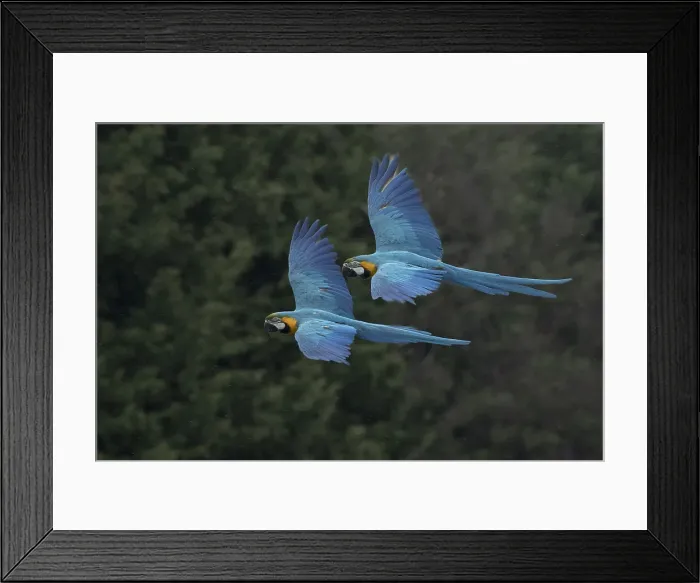 Framed Print : Picture No. 12010350 Framed Print : Picture No. 12010350