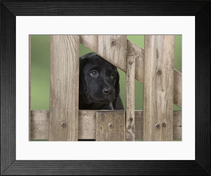 Framed Print : Picture No. 12010351 Framed Print : Picture No. 12010351