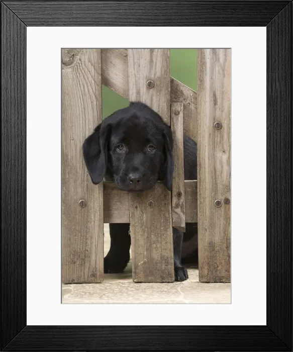 Framed Print : Picture No. 12010354 Framed Print : Picture No. 12010354