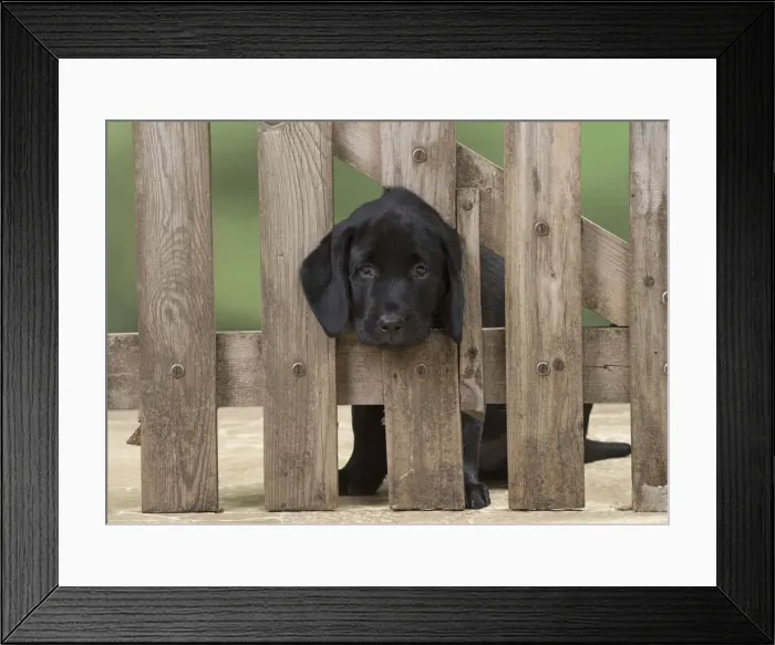 Framed Print : Picture No. 12010355 Framed Print : Picture No. 12010355
