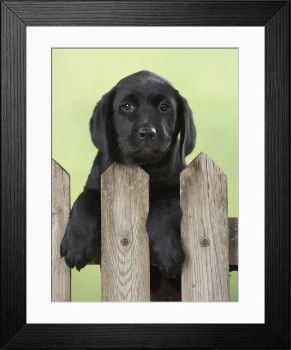 Framed Print : Picture No. 12010356 Framed Print : Picture No. 12010356