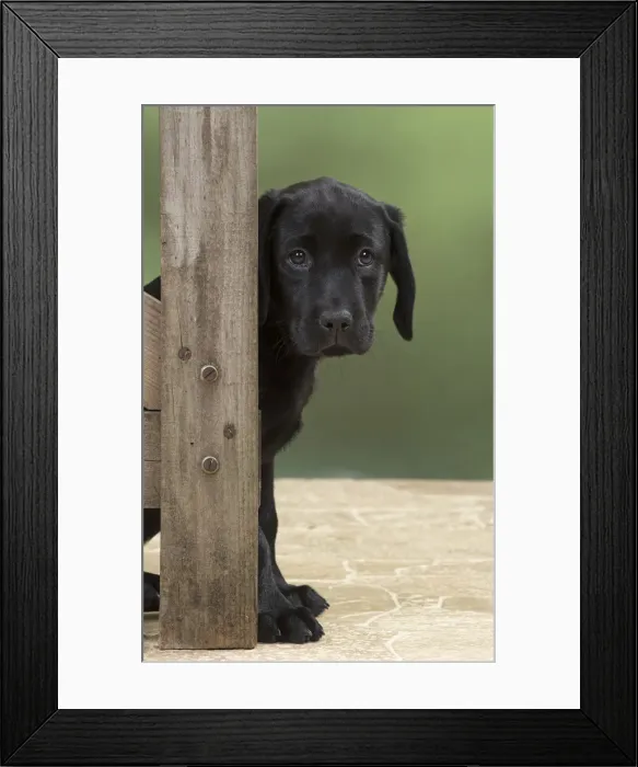 Framed Print : Picture No. 12010361 Framed Print : Picture No. 12010361