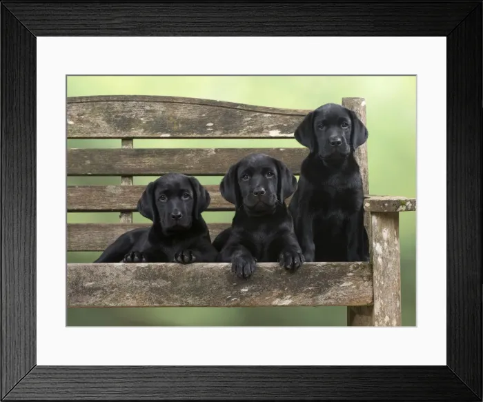 Framed Print : Picture No. 12010364 Framed Print : Picture No. 12010364